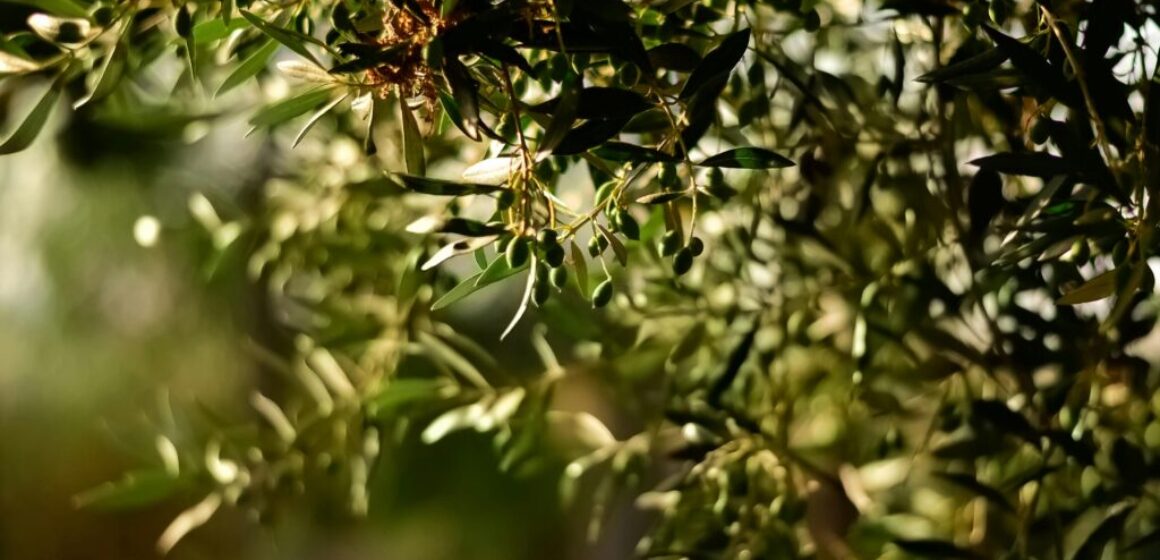 DORETDELUMIERE112233489899EZ2