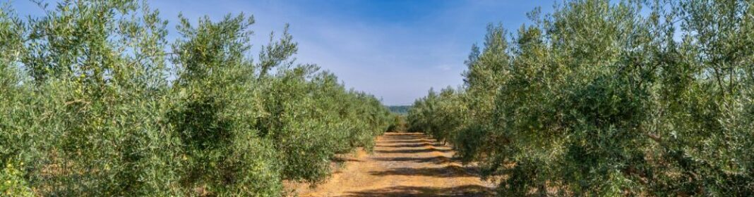 DORETDELUMIERE232z48285921208-34294202